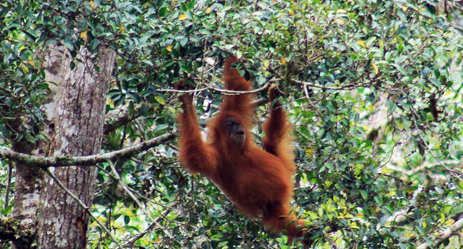 5D Medan - Bukit Lawang - Danau Toba Tour