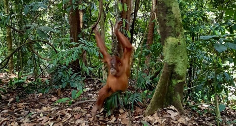 Bukit Lawang Destinasi Wisata yang Menakjubkan