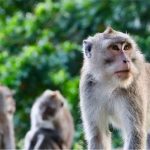 Taman Wisata Kera Sibaganding