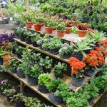 Flower Nursery Simalem
