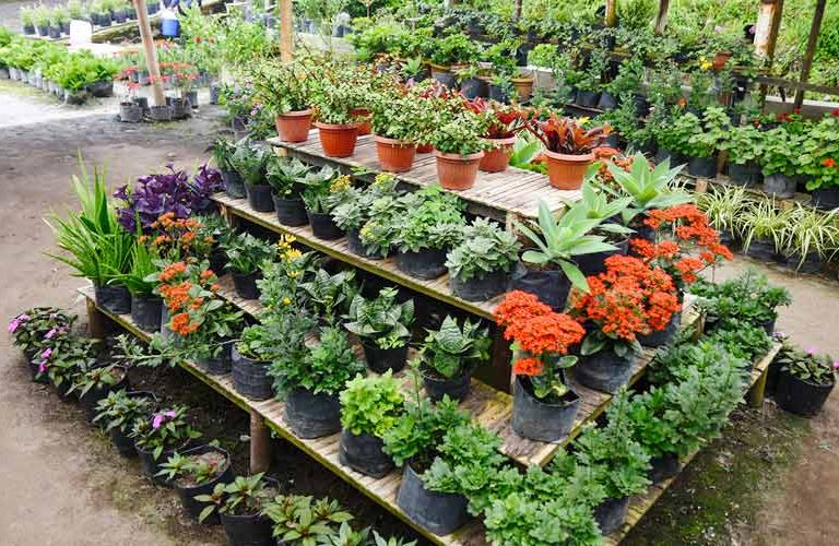Flower Nursery Simalem