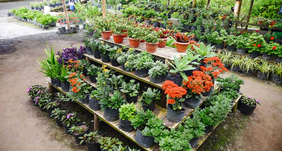 Flower Nursery Simalem