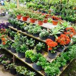 Flower Nursery Taman Simalem