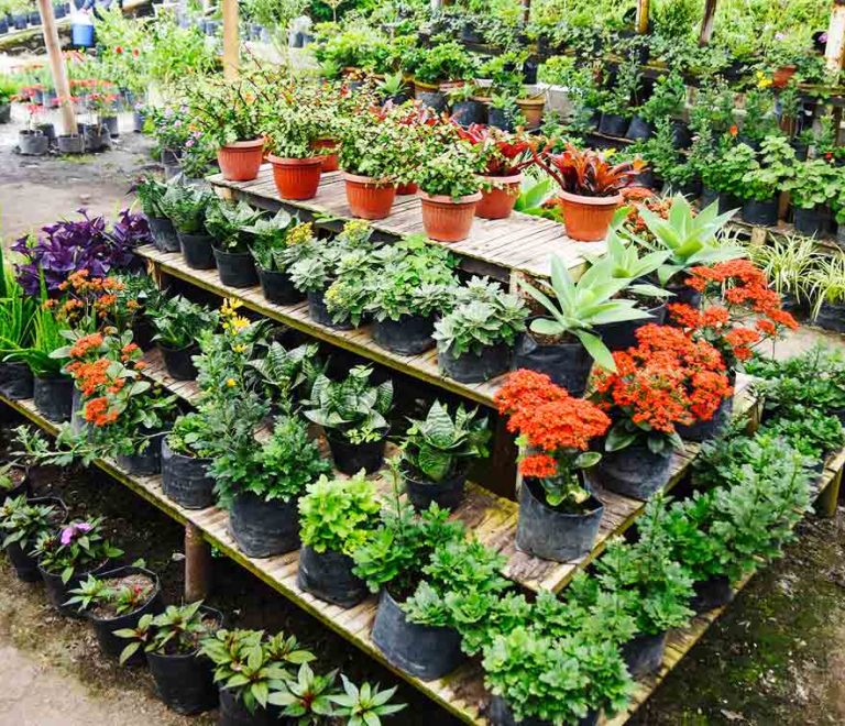 Flower Nursery Taman Simalem