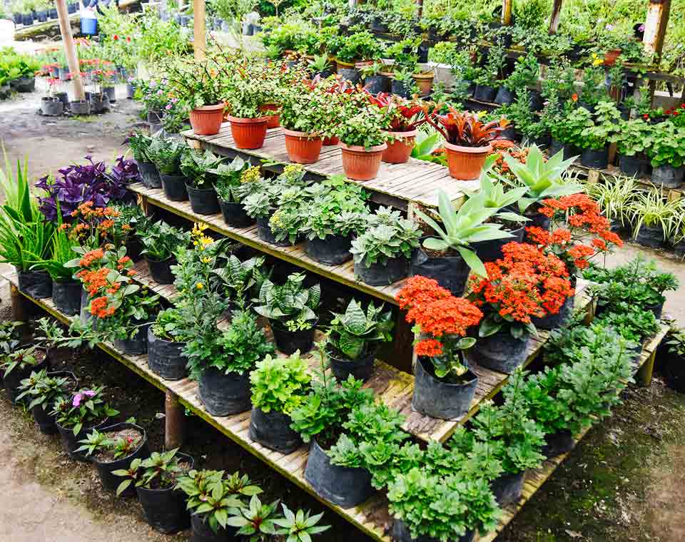 Flower Nursery Taman Simalem